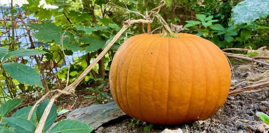 Alimente sănătoase - ingrediente pentru piure de dovleac și pumpkin spice latte Grizly