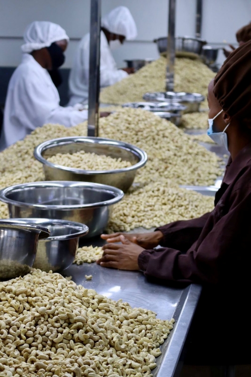 Cum se procesează caju, Grizly