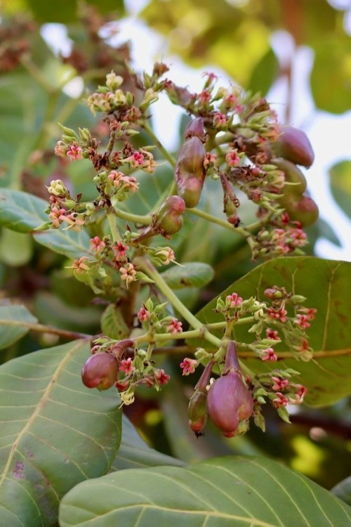 Cum crește caju, Grizly