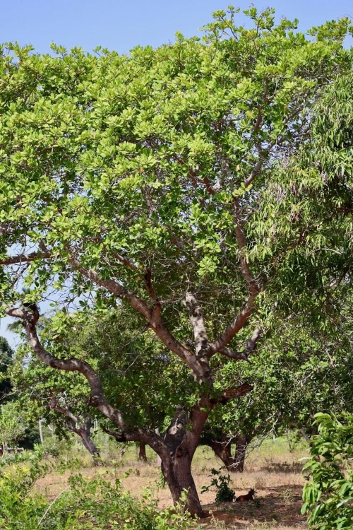 Cum crește caju, arbore Grizly