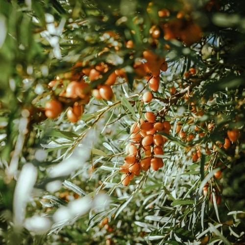 Armurariu și cătină supliment alimentar Grizly