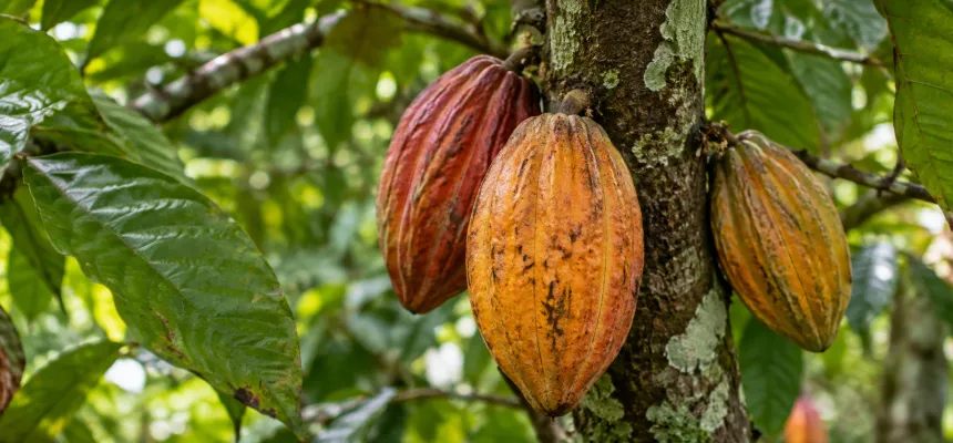 Fructe de cacao care cresc pe arborele de cacao