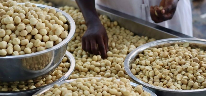 Nucile Macadamia domină regatul nucilor