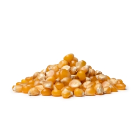 Porumb pentru popcorn