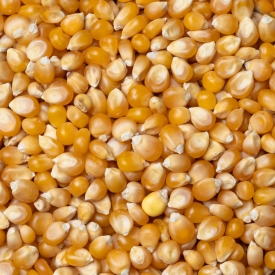 Porumb pentru popcorn